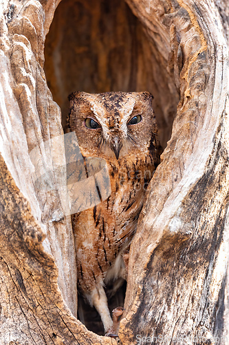 Image of Torotoroka scops owl, Otus rutilus madagascariensis, Kirindy Forest, Madagascar