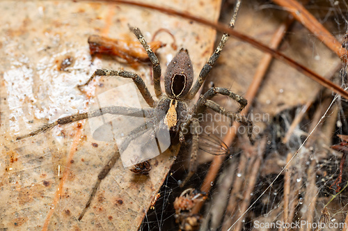 Image of Wolf Spider (Lycosidae), Andasibe, Madagascar wildlife