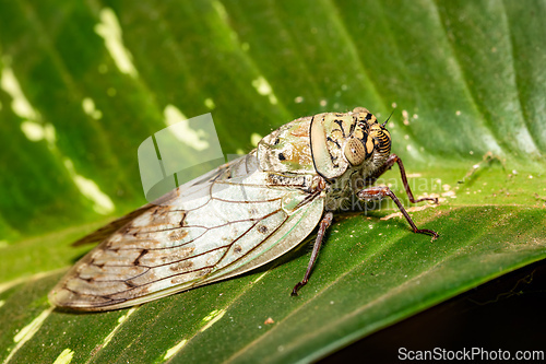 Image of Yanga heathi, Cicada Tsingy de Bemaraha, Madagascar wildlife