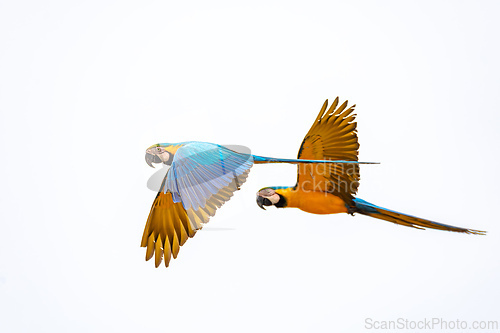 Image of Blue-and-yellow macaw (Ara ararauna), Mato Grosso, Brazil. Brazilian birdwatching.