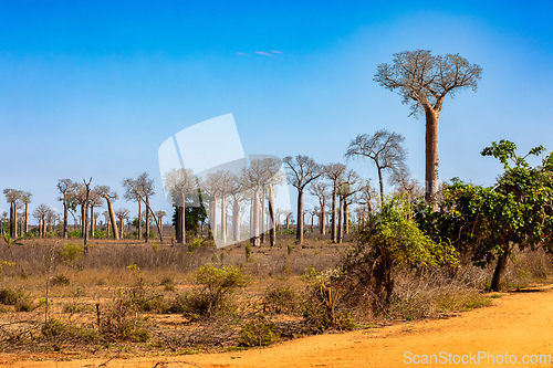 Image of Endemic baobab Adansonia grandidieri species rise above the dry shrubs near Morondava, Madagascar