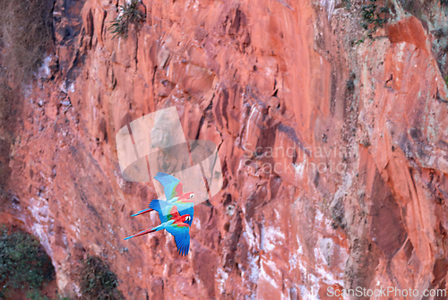 Image of Red-and-green macaw (Ara chloropterus) in flight. Buraco das Araras, Mato Grosso do Sul. Brazil. Brazilian wildlife birdwatching.