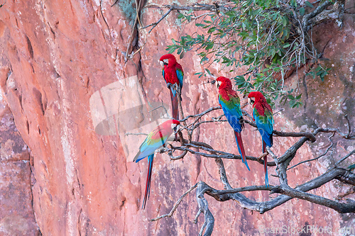 Image of Red-and-green macaw (Ara chloropterus) in flight. Buraco das Araras, Mato Grosso do Sul. Brazil. Brazilian wildlife birdwatching.