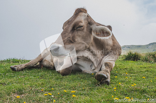 Image of cow sleeping in meadow