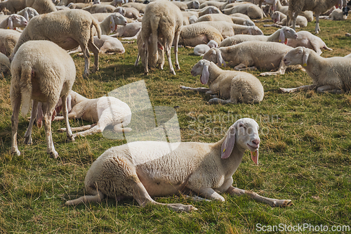 Image of flock of sheep