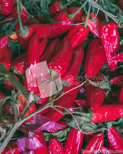 Image of fresh red hot chili peppers