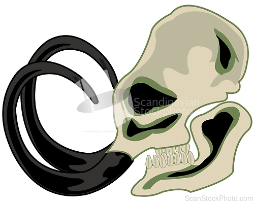 Image of Skull fossilized animal mammoth type from the side