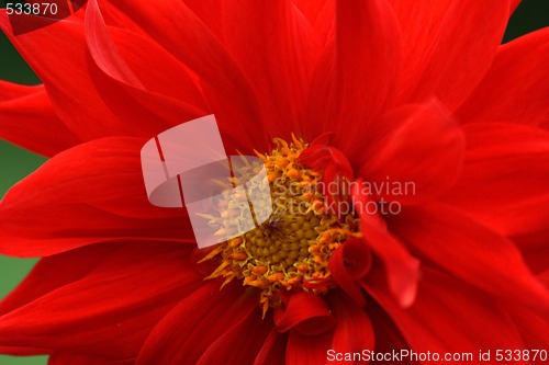 Image of Dahlia