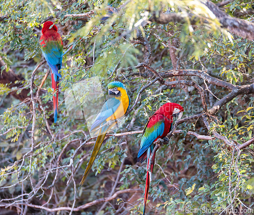 Image of Red-and-green macaw (Ara chloropterus) in flight. Buraco das Araras, Mato Grosso do Sul. Brazil. Brazilian wildlife birdwatching.