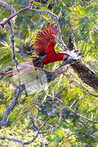 Image of Red-and-green macaw (Ara chloropterus) in flight. Buraco das Araras, Mato Grosso do Sul. Brazil. Brazilian wildlife birdwatching.