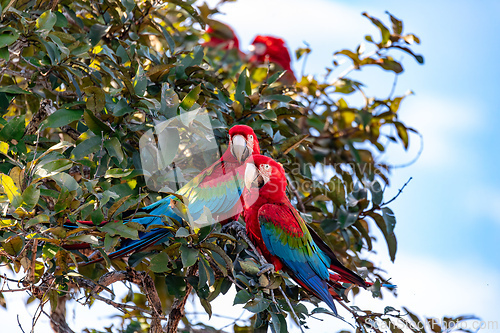 Image of Red-and-green macaw (Ara chloropterus) in flight. Buraco das Araras, Mato Grosso do Sul. Brazil. Brazilian wildlife birdwatching.
