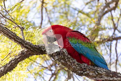 Image of Red-and-green macaw (Ara chloropterus) in flight. Buraco das Araras, Mato Grosso do Sul. Brazil. Brazilian wildlife birdwatching.