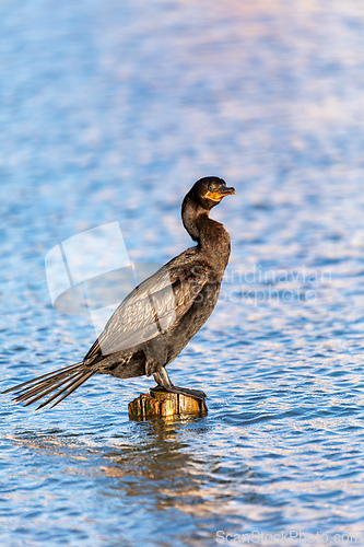 Image of Neotropic cormorant (Nannopterum brasilianum), Barigui Park municipal park, Curitiba, Parana. Brazil. Brazilian birdwatching.