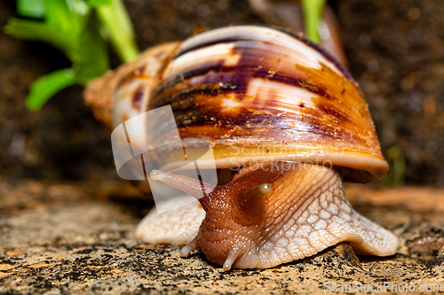 Image of Giant African Land Snail, Achatina fulica, Tsingy de Bemaraha, Madagascar wildlife