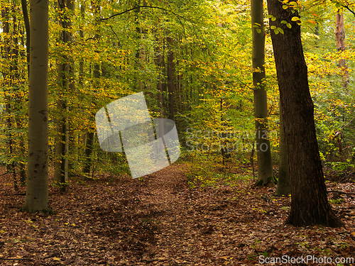 Image of Fall in forest