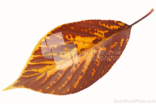 Image of Autumn leaf on white