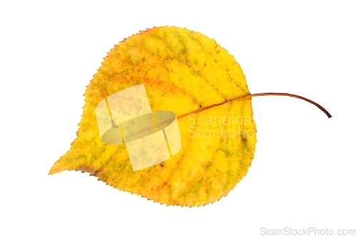 Image of Autumn leaf on white