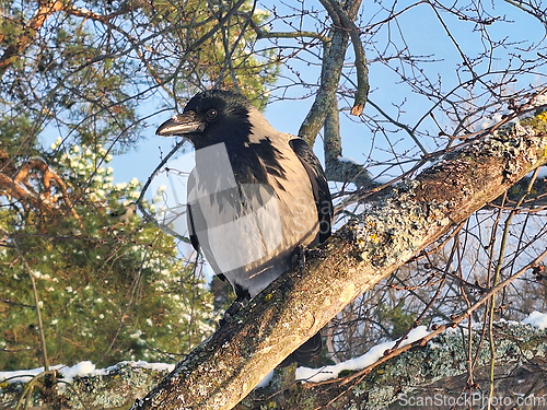 Image of Hooded Crow Perched on Tree in Winter