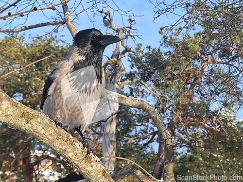 Image of Hooded Crow Perched on Tree