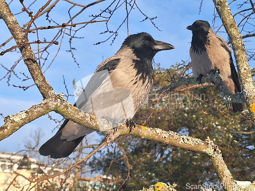 Image of Hooded Crows Perched on Tree in Winter