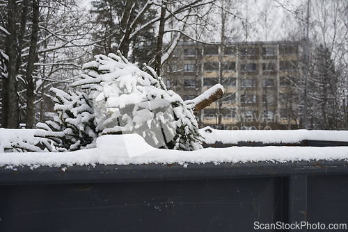 Image of used Christmas tree in trash container  