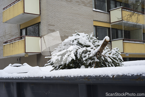 Image of used Christmas tree in trash container  