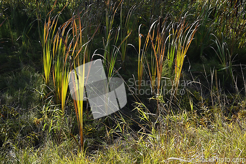 Image of marsh plants and grass