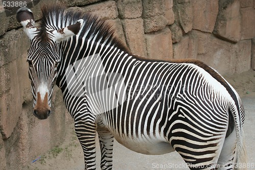 Image of Zebra