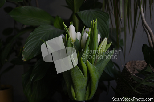 Image of White tulips in vase with green leaves