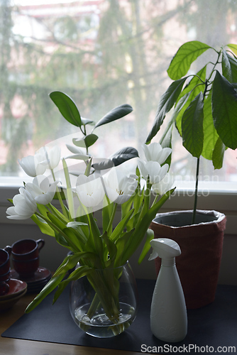 Image of white tulips, water sprayer and indoor plants 