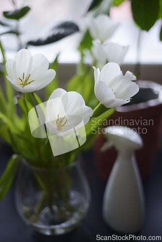 Image of white tulips, water sprayer and indoor plants 