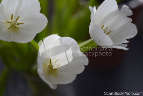 Image of three white tulips with blurred background 
