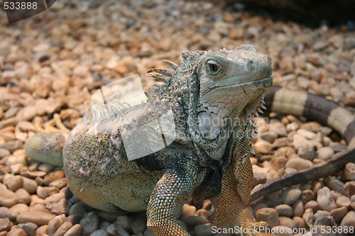 Image of Iguana