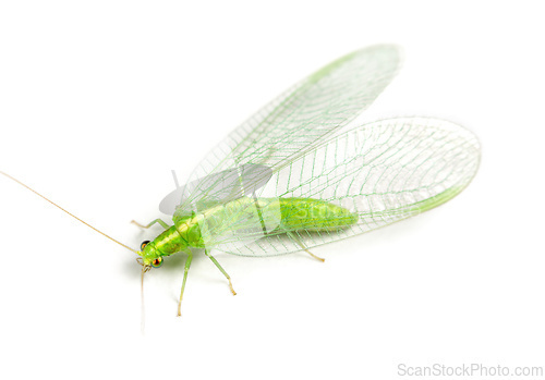 Image of Close-up of a insect Green Lacewing isolated on white