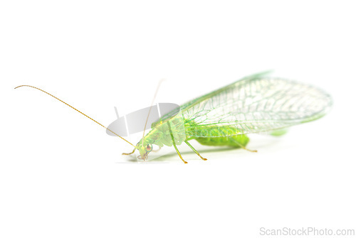 Image of Close-up of a insect Green Lacewing isolated on white