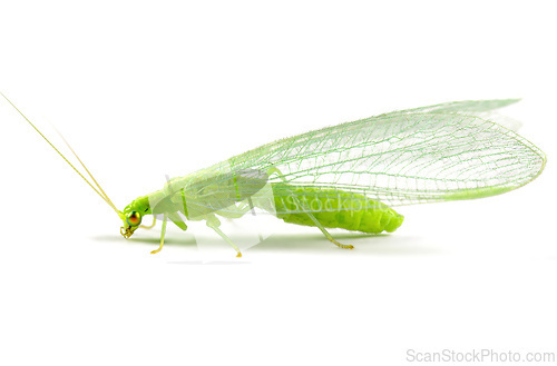 Image of Close-up of a insect Green Lacewing isolated on white
