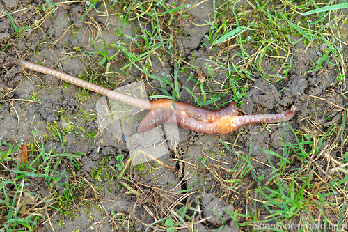 Image of Earthworms mating on wet ground, Lumbricus terrestris