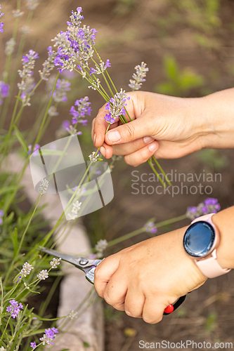 Image of Hands cutting lavender flowers with scissors in a field