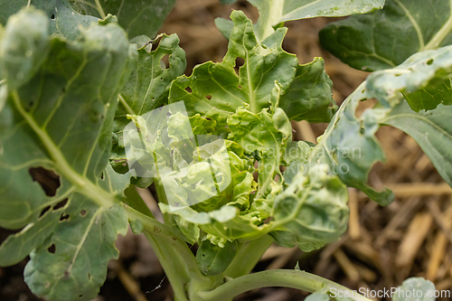 Image of Brussels sprout with pest damage