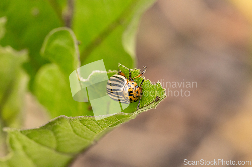 Image of Colorado potato beetle