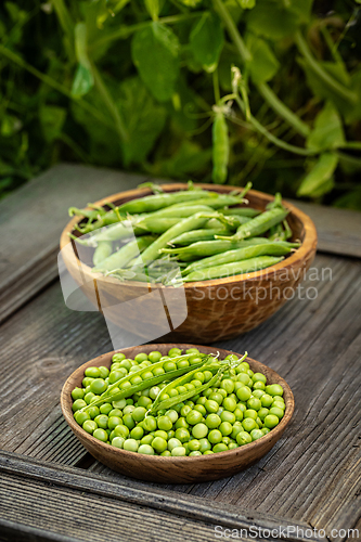 Image of Freshly harvested green peas