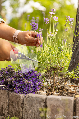 Image of Woman harvesting fresh lavender flowers