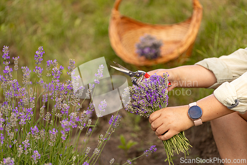 Image of Gardener cutting lavender flowers