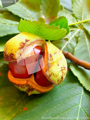 Image of chestnut