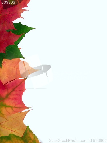 Image of autumn border