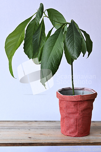 Image of avocado seedling in a pot on a wooden shelf 