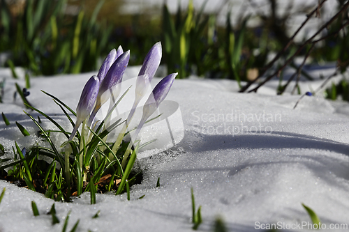 Image of blooming purple crocuses in the snow 