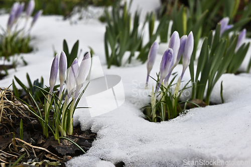 Image of blooming purple crocuses in the snow 