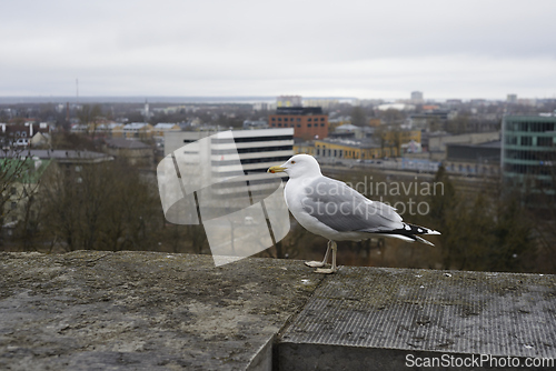Image of seagull on the wall against the background of the city 
