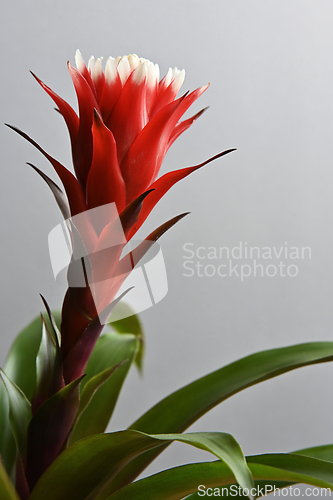 Image of blooming bromeliad flower and leaves 
